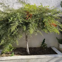 ۱۲۵متر صیاد_هتل پارس