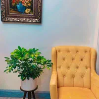گلهای آپارتمانی مقاوم کیفیت عالی|گل و گیاه طبیعی|تهران, هفت حوض|دیوار