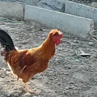 خروس تزئینی