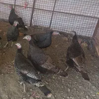 بوقلمون ماده|حیوانات مزرعه|ری, دیلمان|دیوار