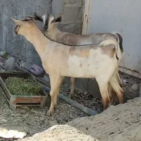 دو راس کره ماده سومال|حیوانات مزرعه|مهران (هرمزگان), |دیوار