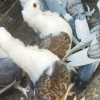 کفتر بلژیکی پشت ابی و طاوسی|پرنده|تهران, پامنار|دیوار