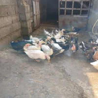 فروش اردک بالغ