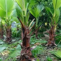 پالم واشینگتن تنه قرمز