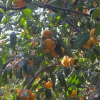 نیازمند به کارگر