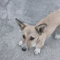 سگ.|سگ|بیستون, |دیوار