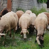 چهارده راس گوسفند آبستن درجه یک|حیوانات مزرعه|آمل, |دیوار