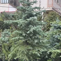 کاج کریسمس آبی و سبز انواع گل و‌ گیاه فضای سبز