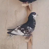 کبوتر|پرنده|شیراز, مسلم|دیوار