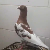 کبوتر کارل میولمنز