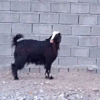 بز گیسه آبستن