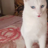 واگذاری گربه سفید چشم آبی