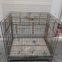 قفس سهره غلامی
