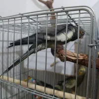 عروس طوطی|پرنده|قزوین, |دیوار