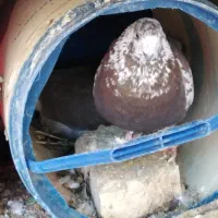 کبوتر|پرنده|نیریز, |دیوار