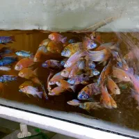 ماهی پینک کالیکو و بلو و تیلور