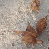 خروس و جوجه لاری افغانی|حیوانات مزرعه|فیروزآباد (لرستان), |دیوار