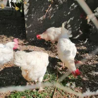 مرغ سفید تخم گذار