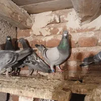 فروش ۸ عدد شامی