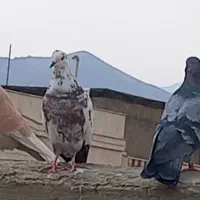 کبوتر نژاد انگلیسی بلند پرواز|پرنده|بهار, |دیوار