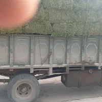 یونجه نازک وپربرگ سرخس