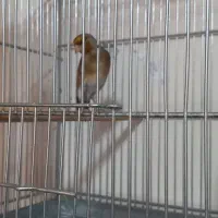 سهره قناری (دهن لر)|پرنده|تهران, خاوران|دیوار