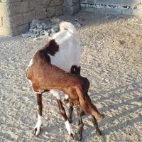 بز تالی پاکستانی جوان با کهره نر