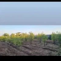باغچه ،،ببهترین منطقه دزفول
