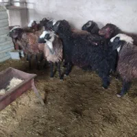 بره نر|حیوانات مزرعه|جوادآباد, |دیوار