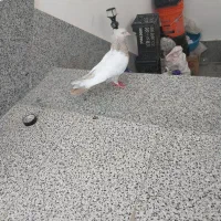 باسلام عکس نمایشی است