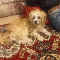 سگ پشمالو ۸ ماه