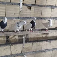 کبوتر|پرنده|دهلران, |دیوار
