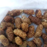 توتخشکوشیرهتوتسفید|خوردنی و آشامیدنی|محمدیه-قزوین, |دیوار