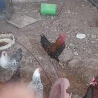 مرغ خروس محلی وگلین