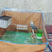 مرغ عشق یک جفت نر اینگلیسی