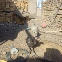 جوجه و مرغ لاری فروشی