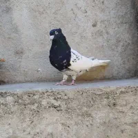 کله سیاه کاکولی نر