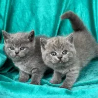 بچه گربه بریتیش بلو نر