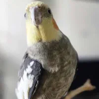 عروس هلندی گمشده