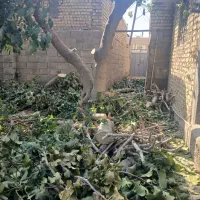 خدمات باغبانی .پاکن.حرص.قطع درخت . اره موتوری