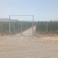 انگور درجه یک خوشه طلایی(دیزاباد)