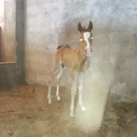 اسب|اسب و تجهیزات اسبسواری|شهرکرد, |دیوار