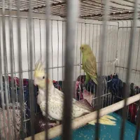 انواع پرنده|پرنده|ماکو, |دیوار