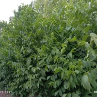 گردو محلی|حراج|فیرورق, |دیوار