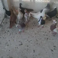 ۱۵تا کفتر