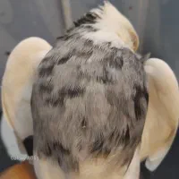طوقی الماسی