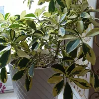 انواع گلهای طبیعی