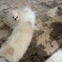 پامر باهوش خرسی