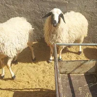 میش عراقی شکم اول و دوم|حیوانات مزرعه|بهمن صغاد, |دیوار