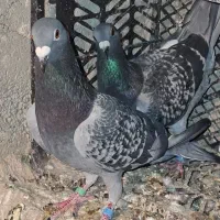 یک جفت نامه بر